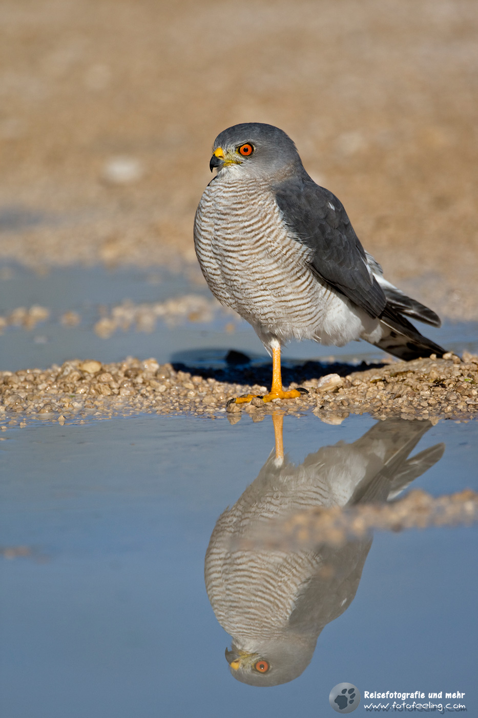 Gleitaar (Elanus caeruleus)