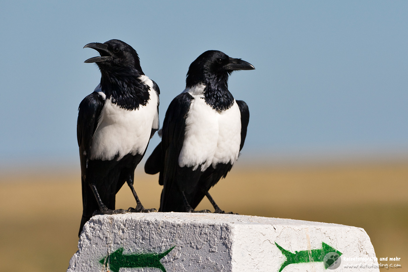 Wegweisende Schildraben (Corvus albus)