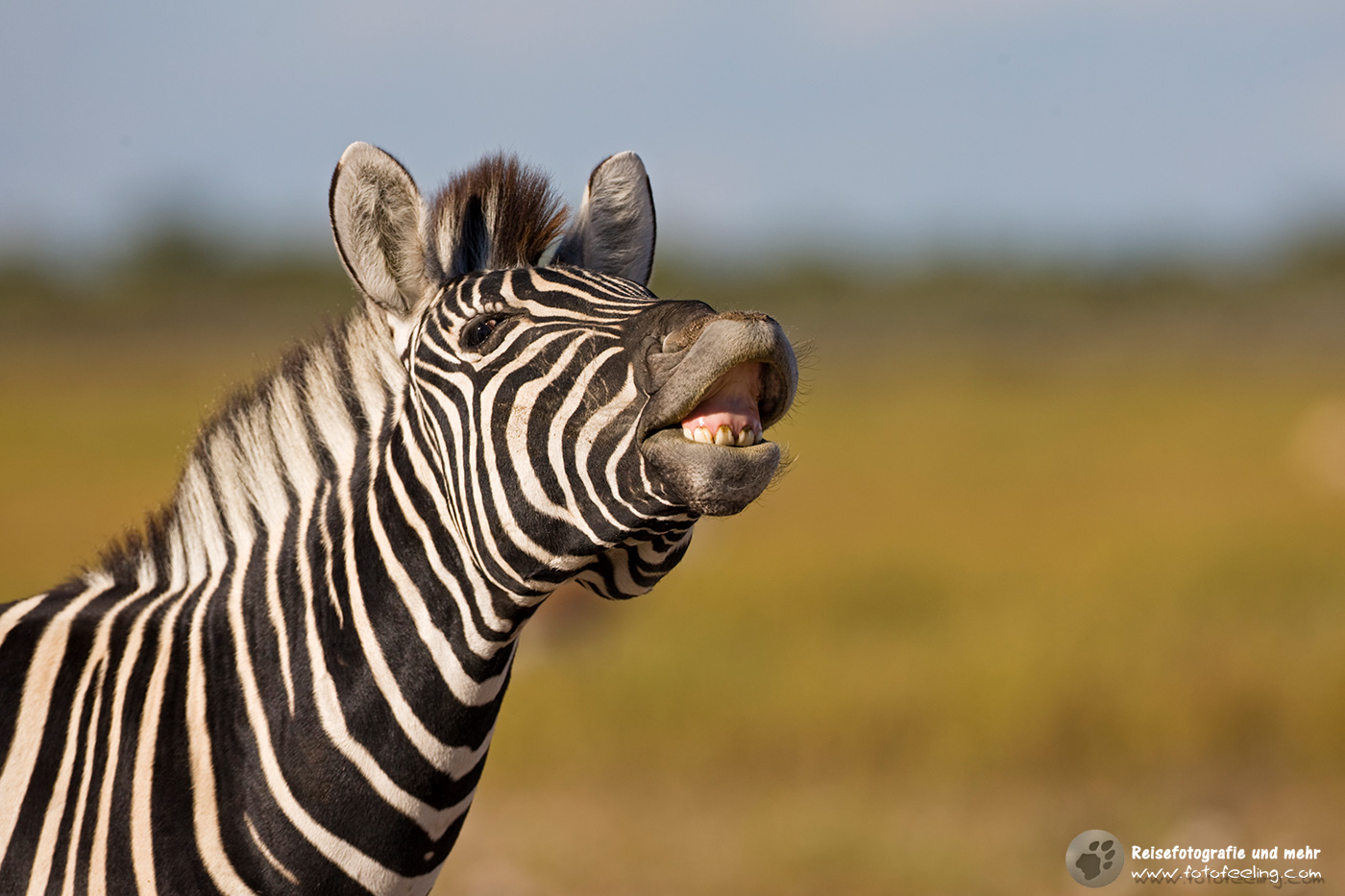 Wieherndes Steppenzebra (Equus quagga)