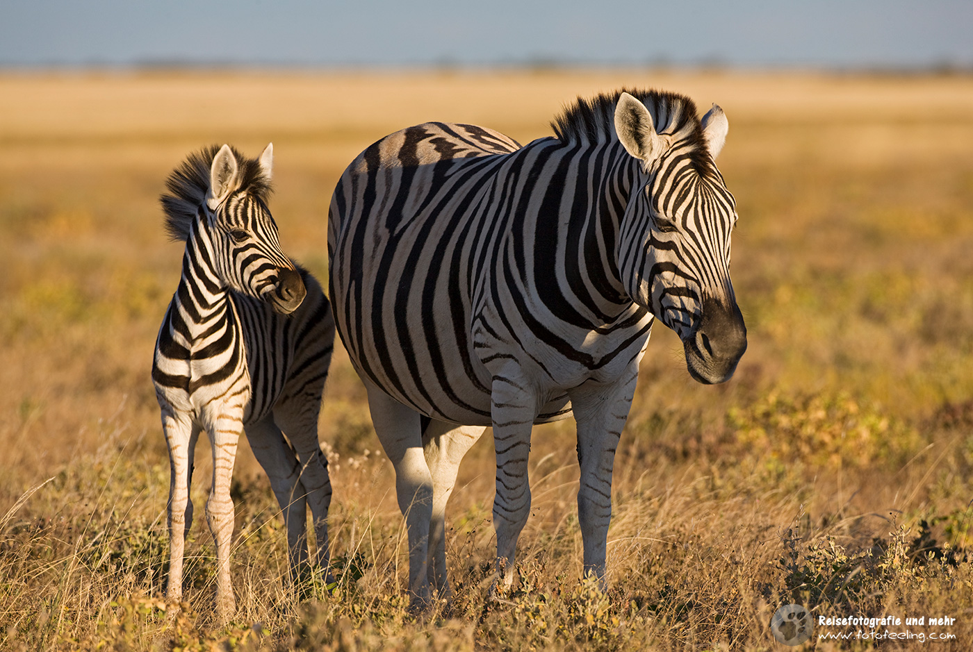 Steppenzebra (Equus quagga)