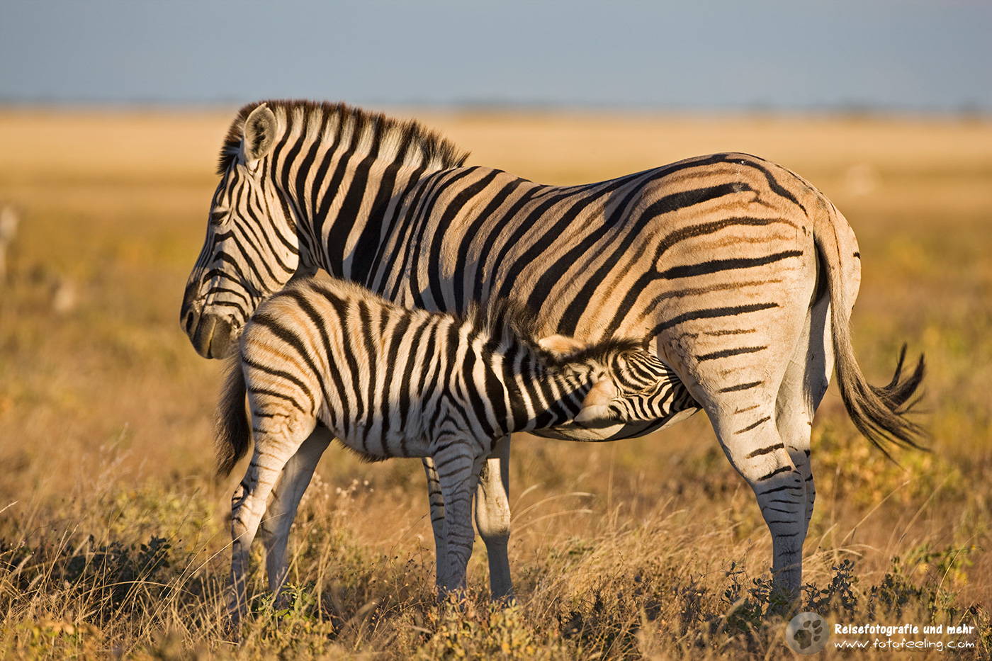 Steppenzebra (Equus quagga) - Säugendes Fohlen