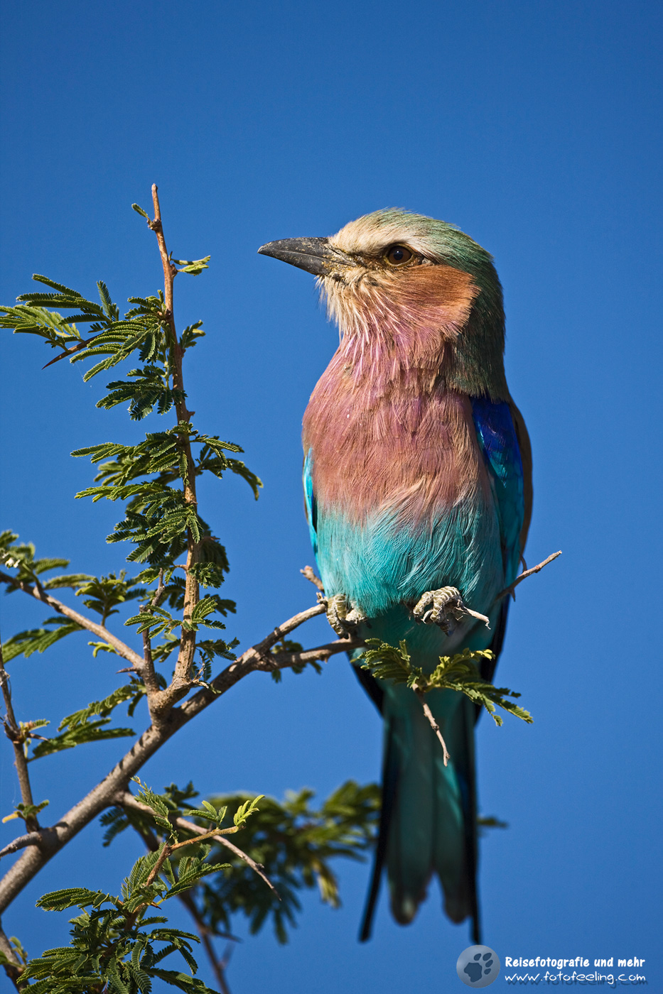 Gabelracke bzw. Gabelrake (Coracias caudatus)