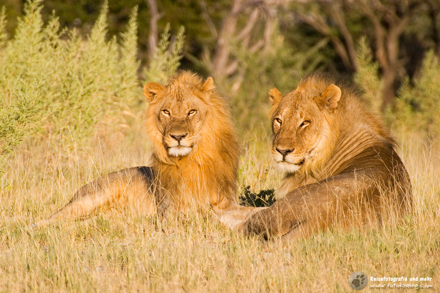 Löwen Paschas (Panthera leo)
