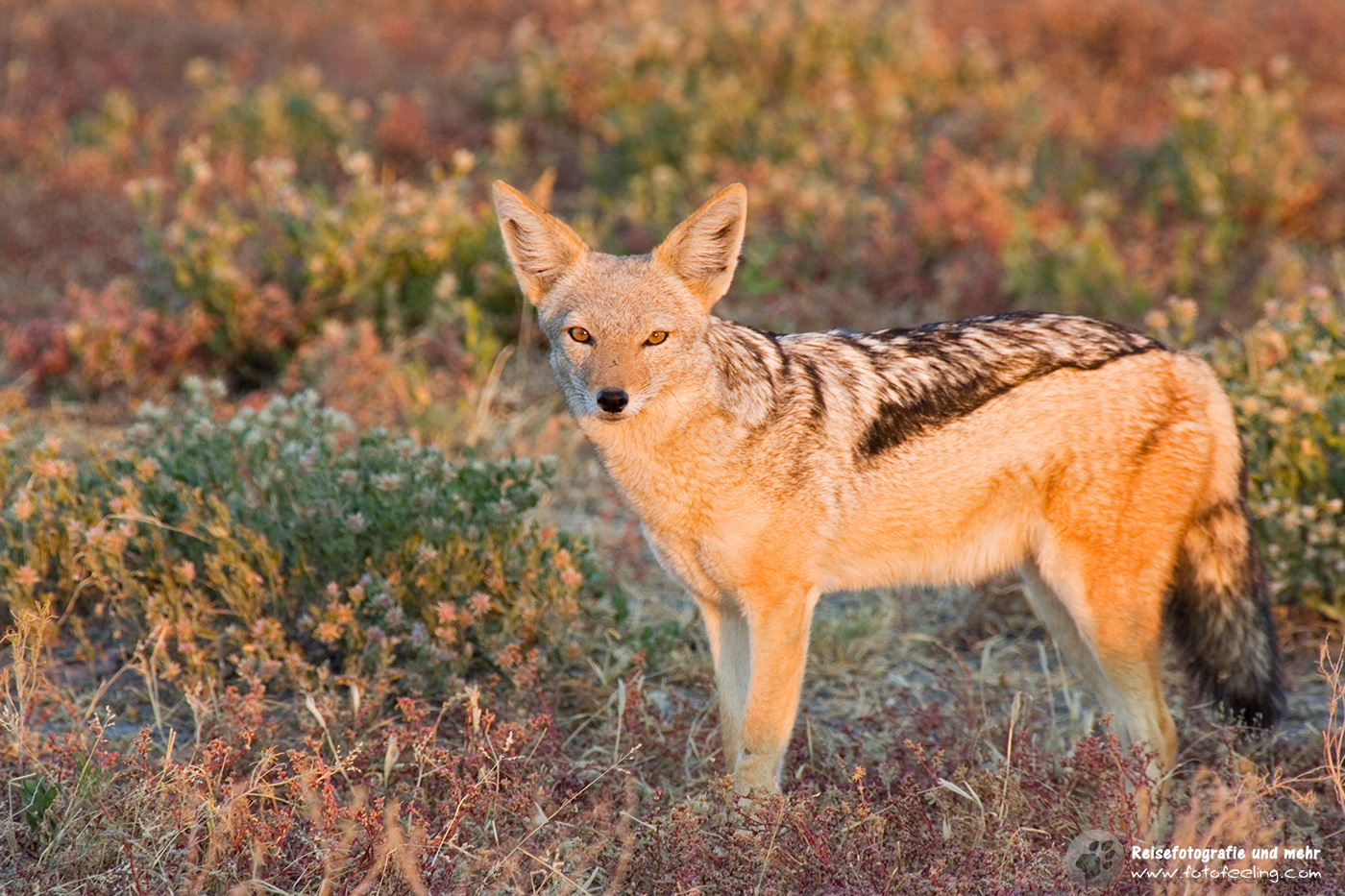 Schabrackenschakal (Lupulella mesomelas)