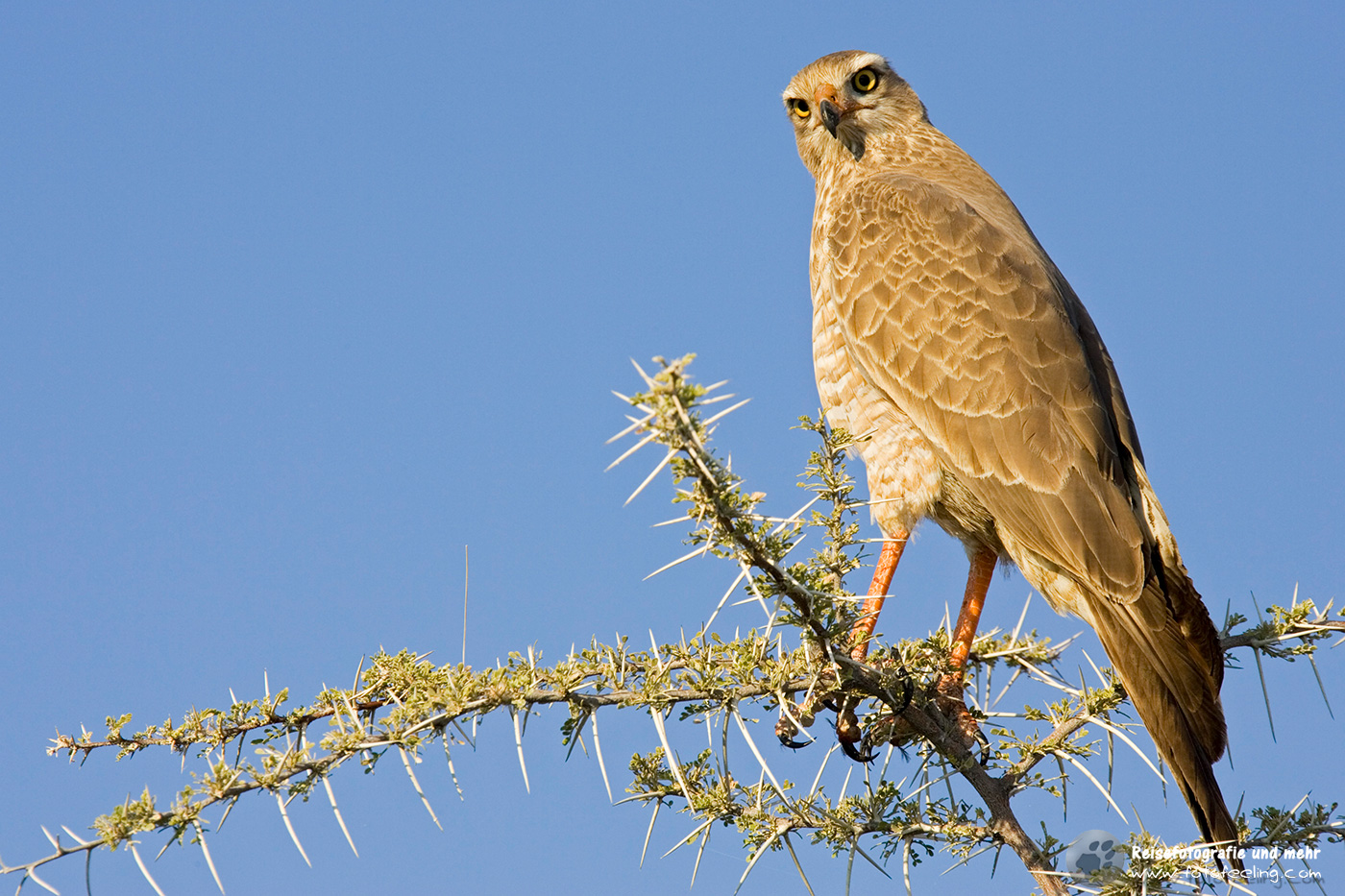 Weißbürzel Singhabicht Jungvogel
