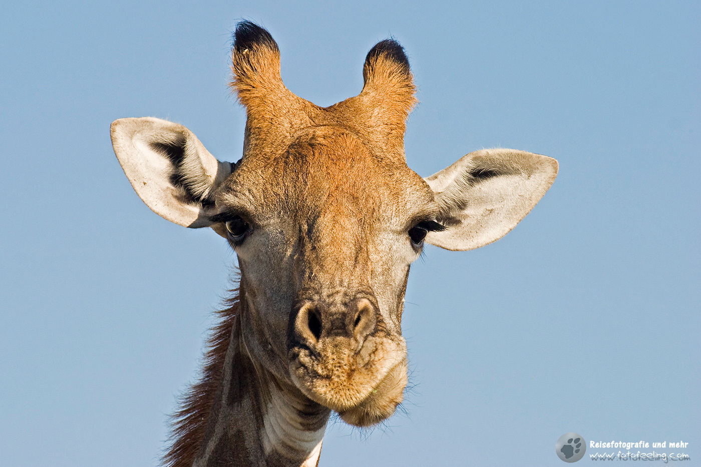 Giraffe (Giraffa camelopardalis)
