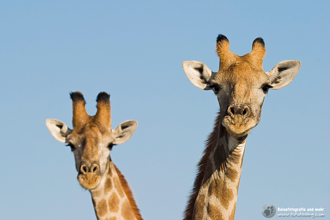 Giraffe (Giraffa camelopardalis)