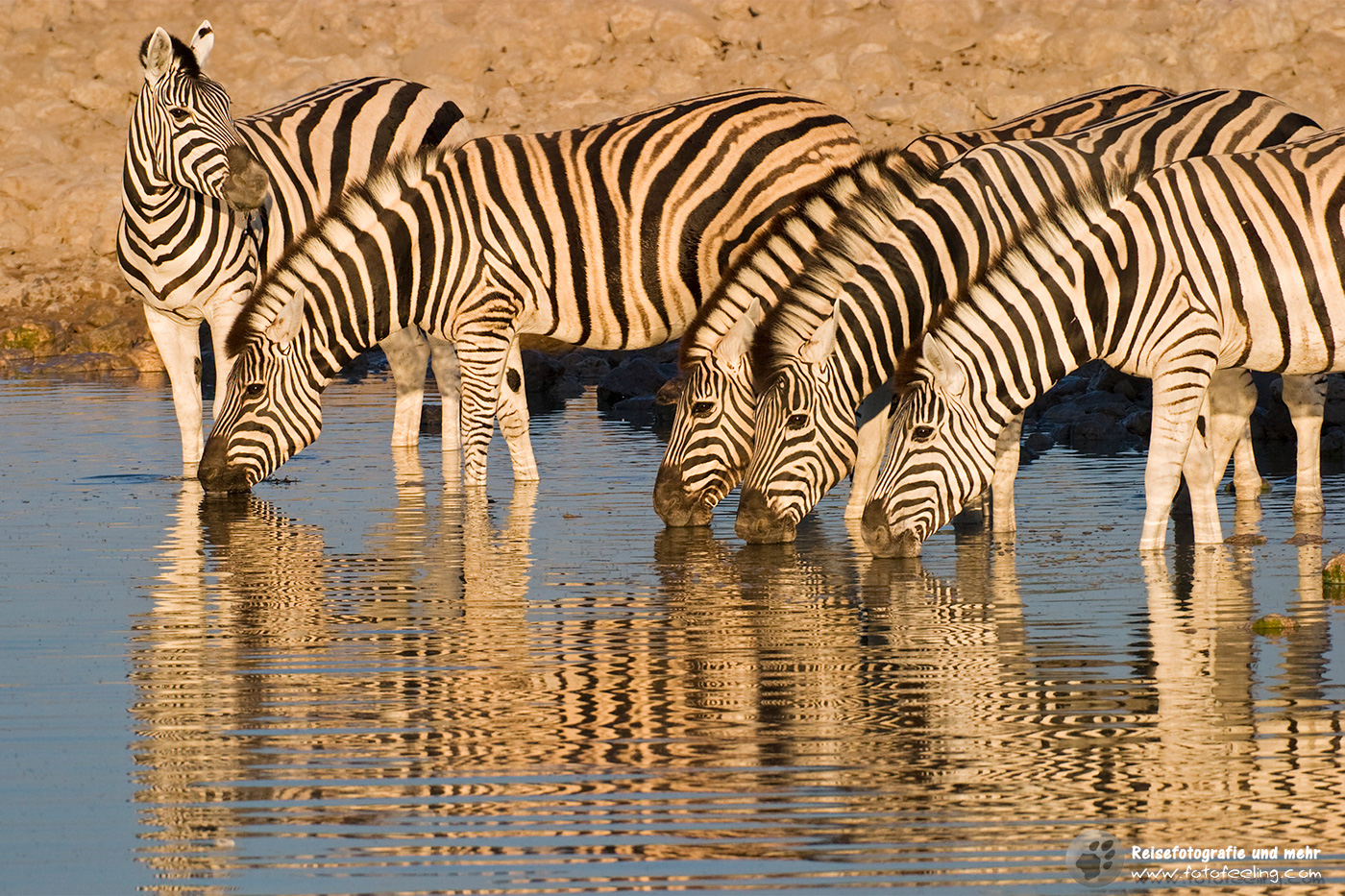 Steppenzebras, Pferdezebras (Equus quagga burchelli) beim Trinken an einem Wasserloch