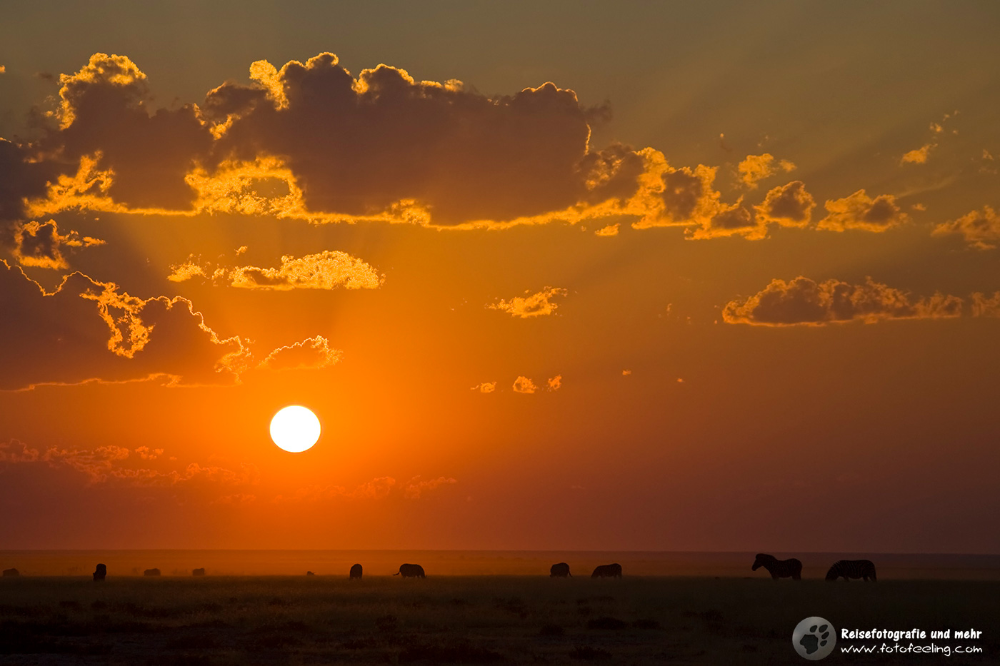 Zebraherde im Sonnenuntergang