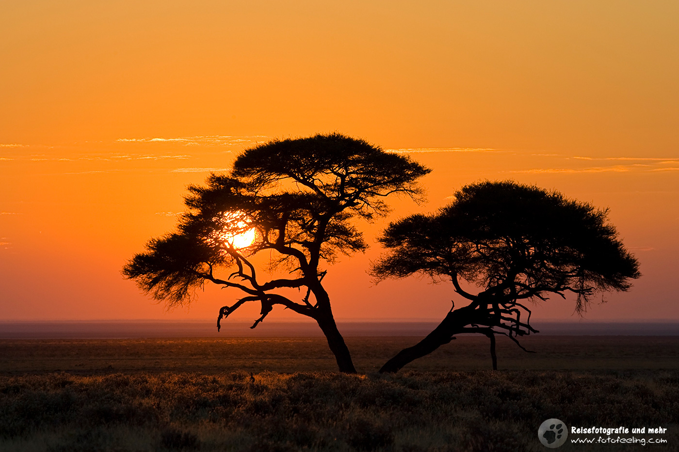 Schirmakazie, Akazie (Acacia tortilis) im Sonnenaufgang