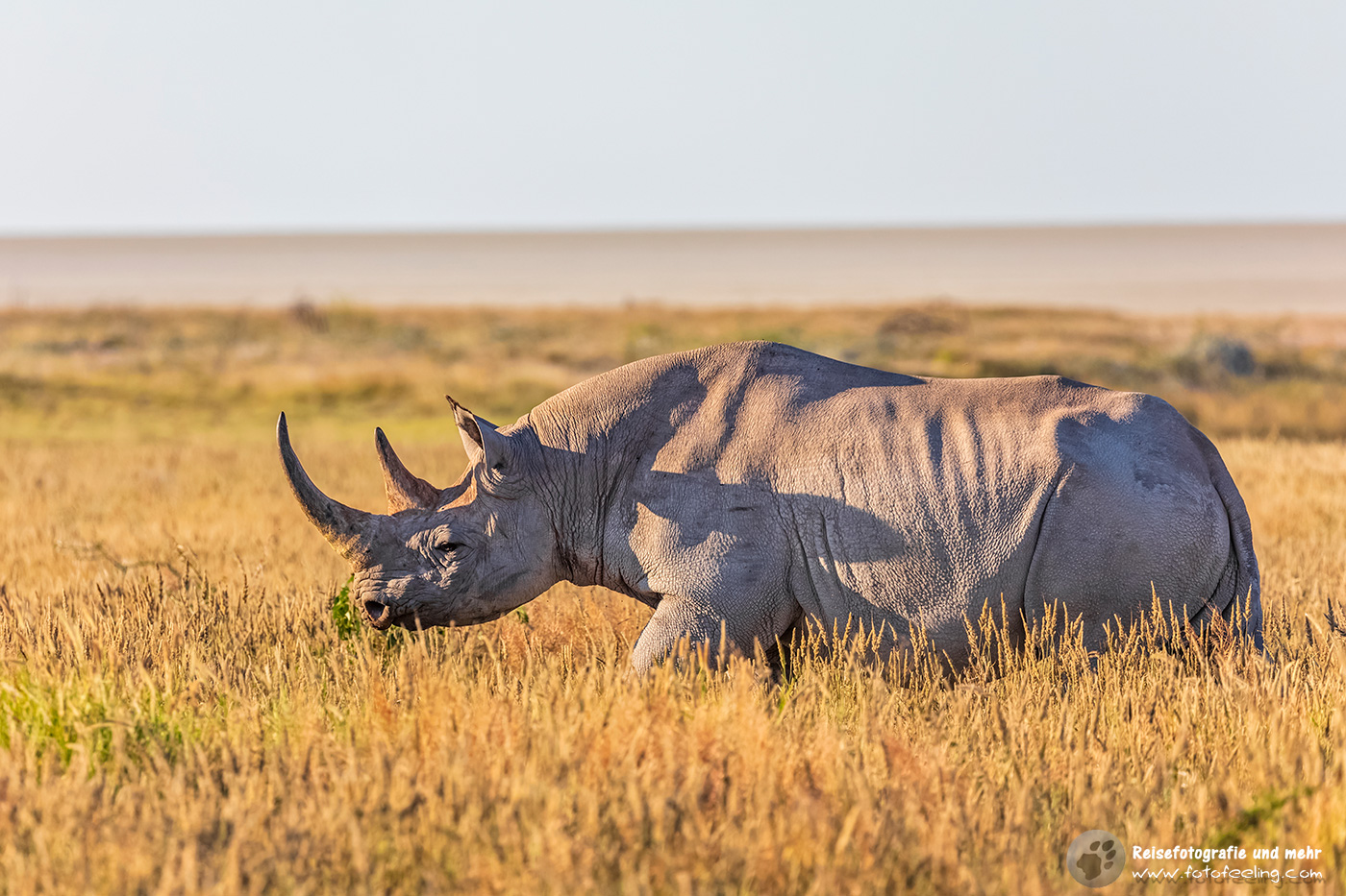 Breitmaulnashorn (Ceratotherium simum)