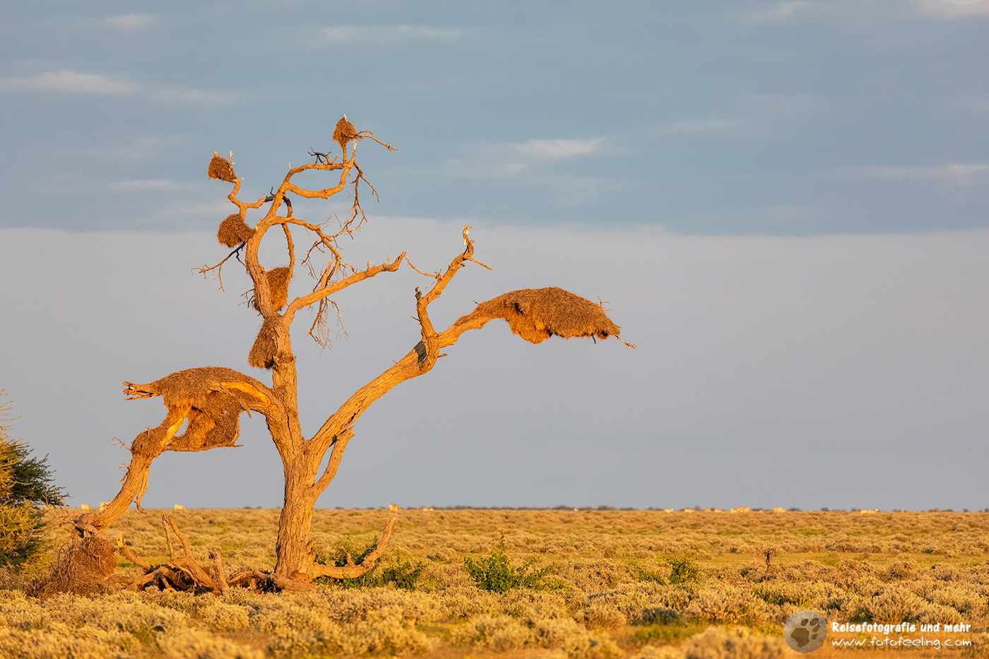 Abgestorbener Baum mit Webervogelnestern