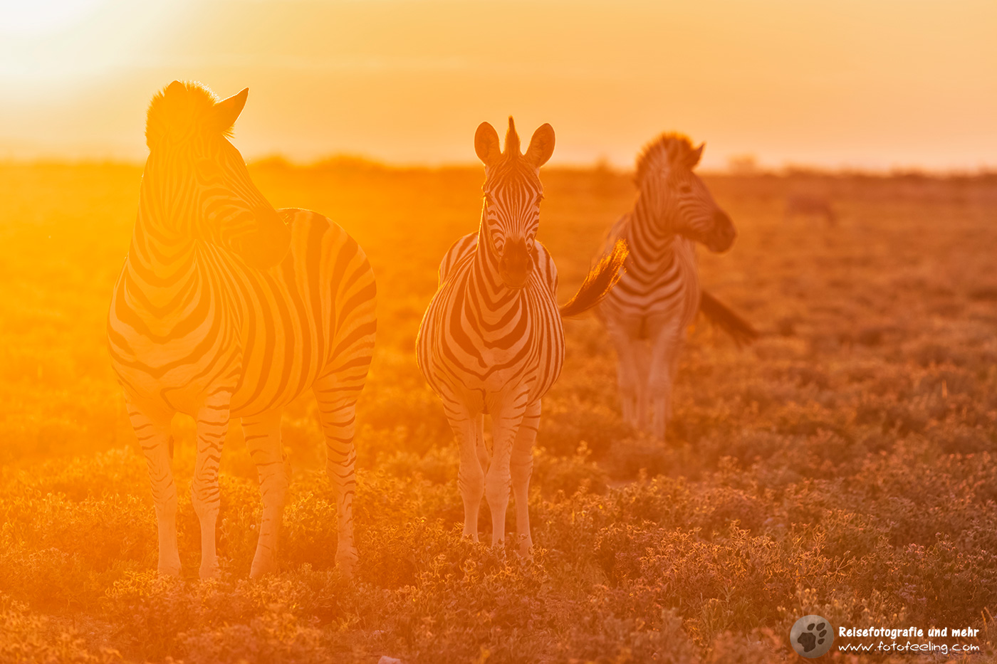 Steppenzebra, Pferdezebra (Equus quagga burchelli)