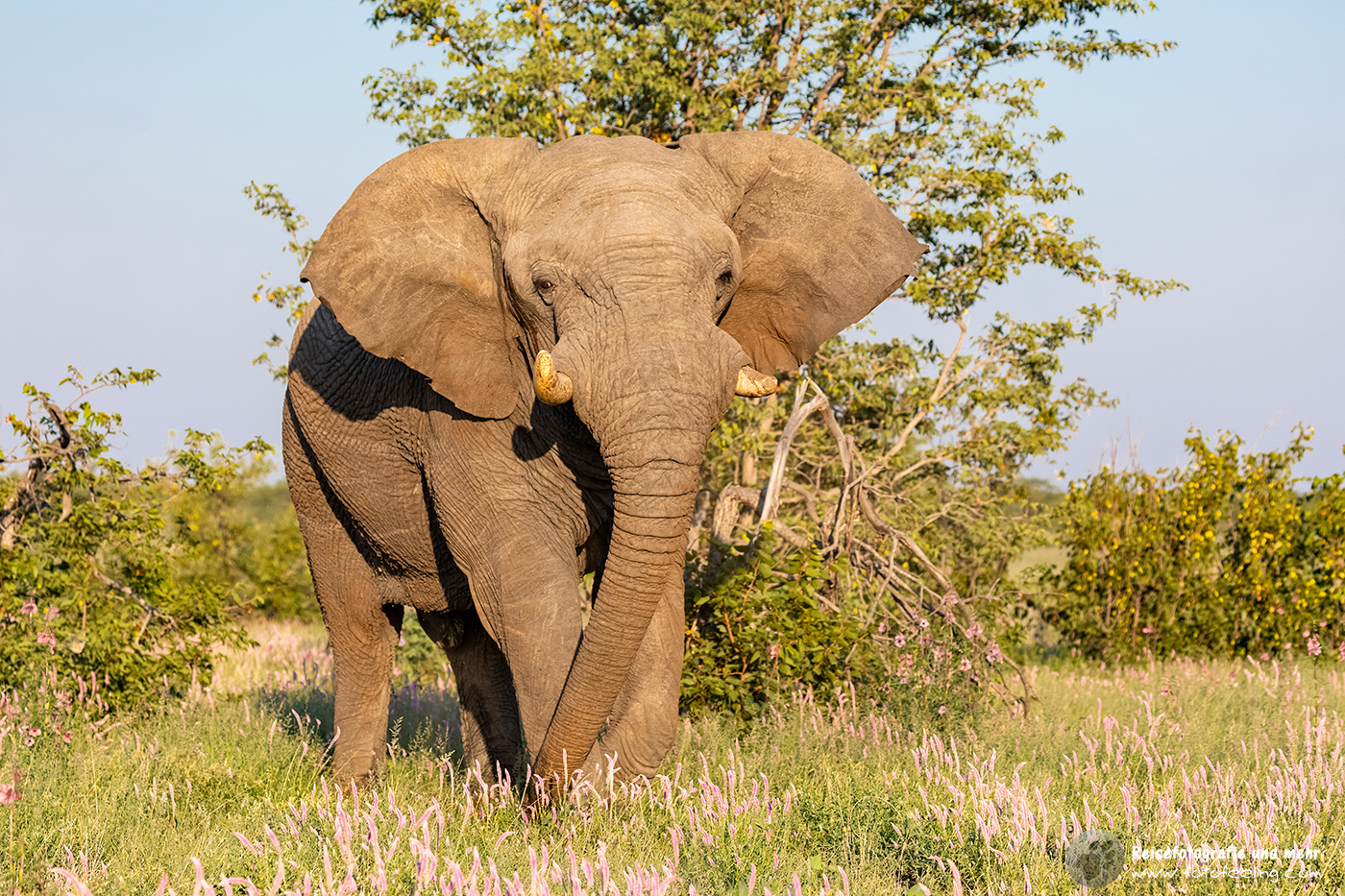 Afrikanischer Elefant (Loxodonta africana)