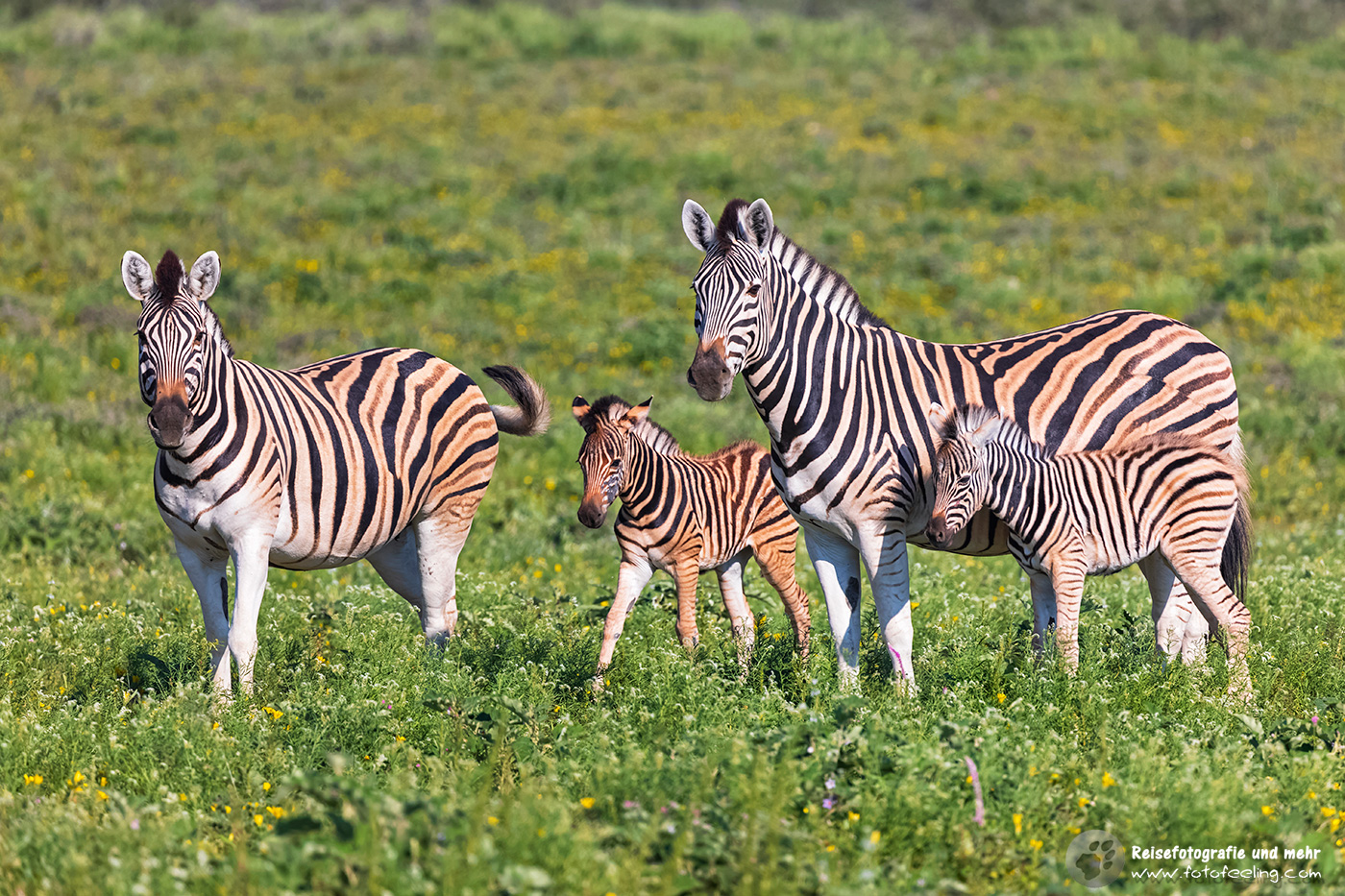 Steppenzebra, Pferdezebra (Equus quagga burchelli)