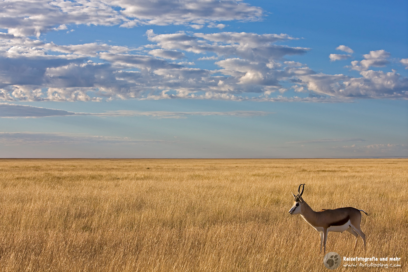 Springbock (Antidorcas)