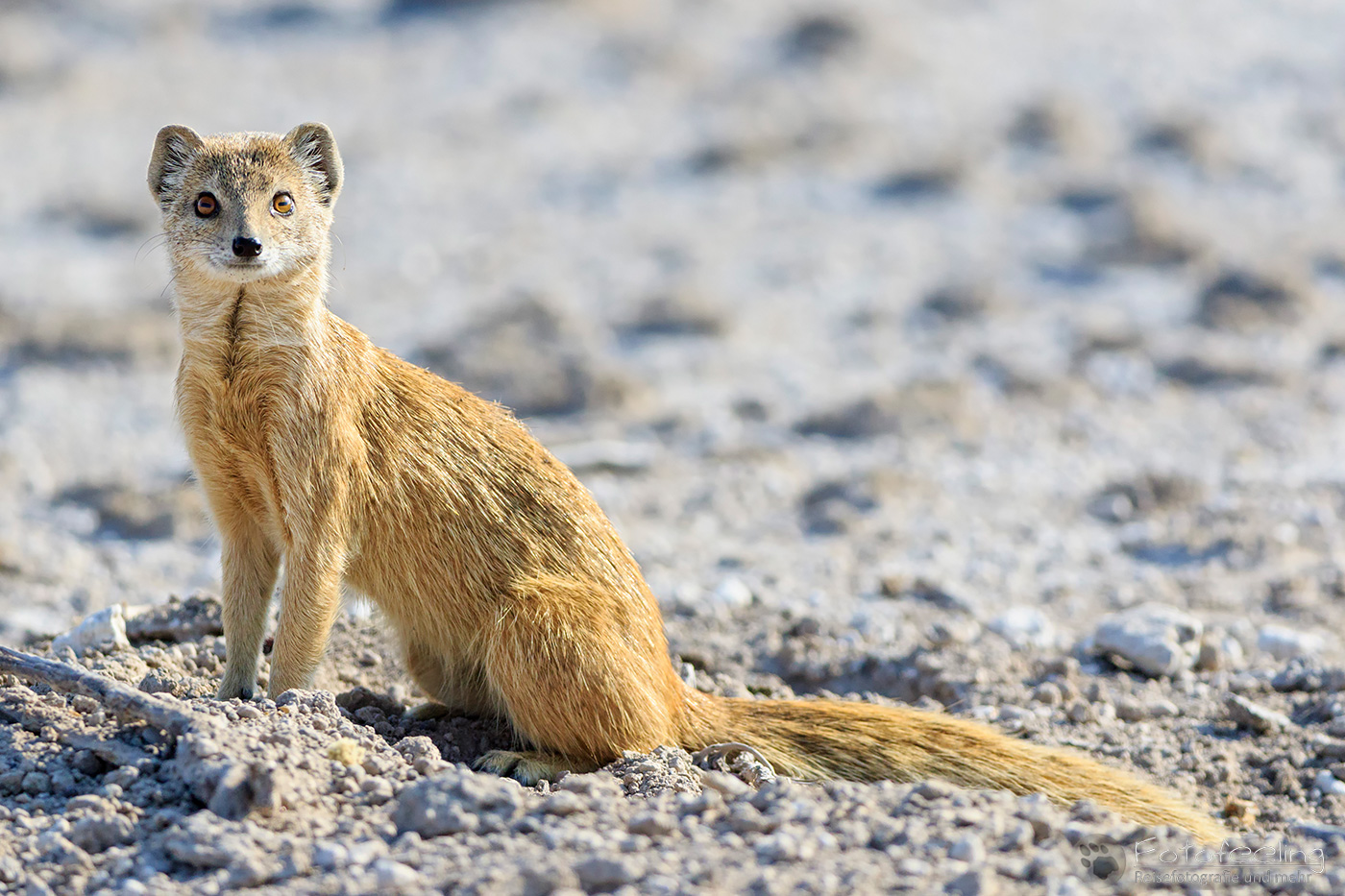 Fuchsmanguste (Cynictis penicillata), en: Yellow Mongoose