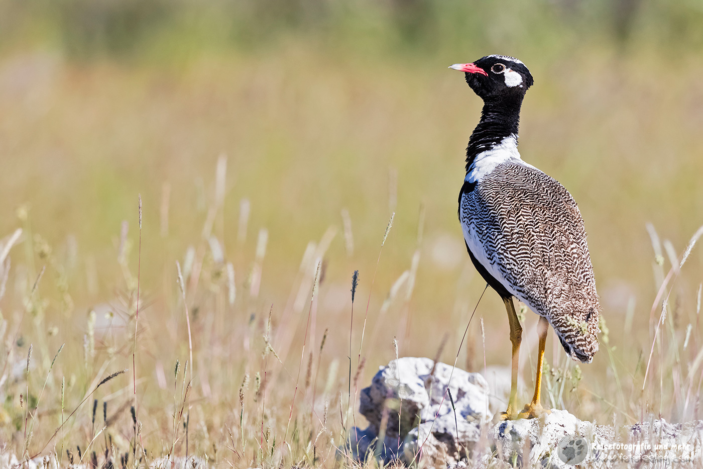 Gackeltrappe (Afrotis afra)