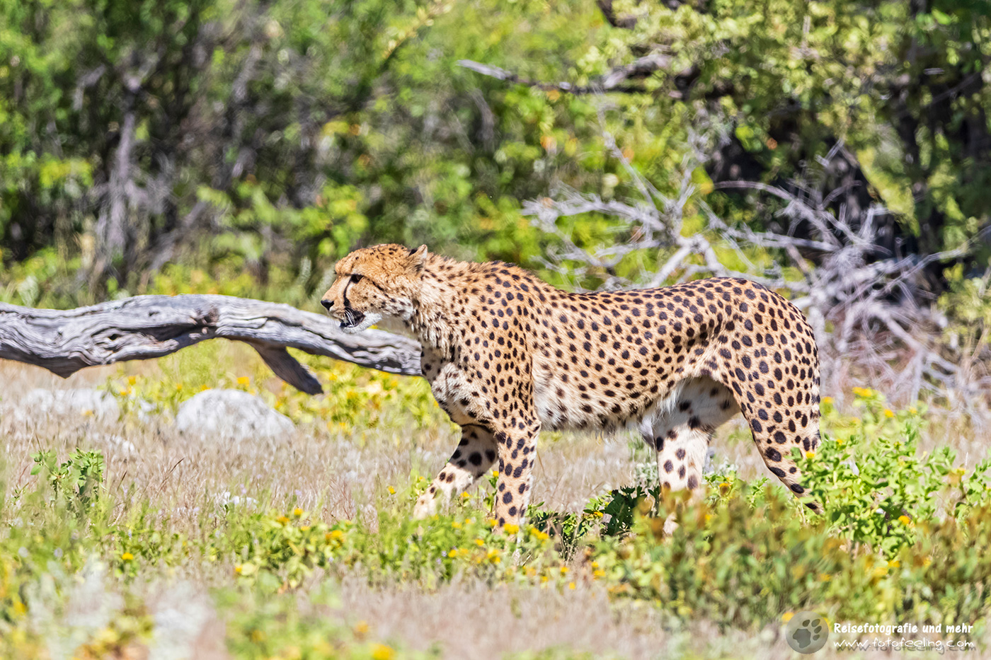 Gepard, Cheetah (Acinonyx jubatus) Mutter mit zwei Jungtieren