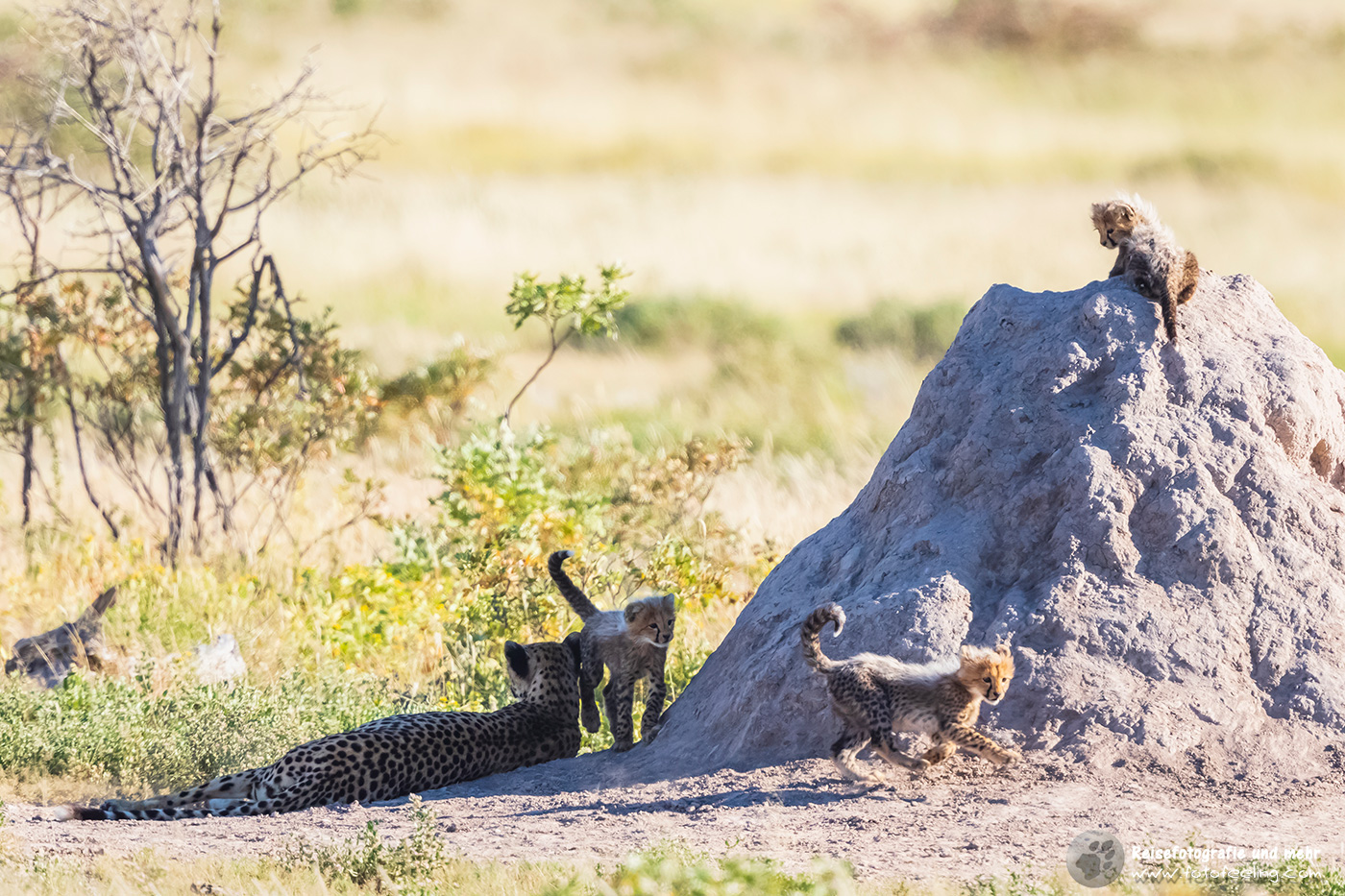 Gepard (Acinonyx jubatus), Mutter mit Jungtieren