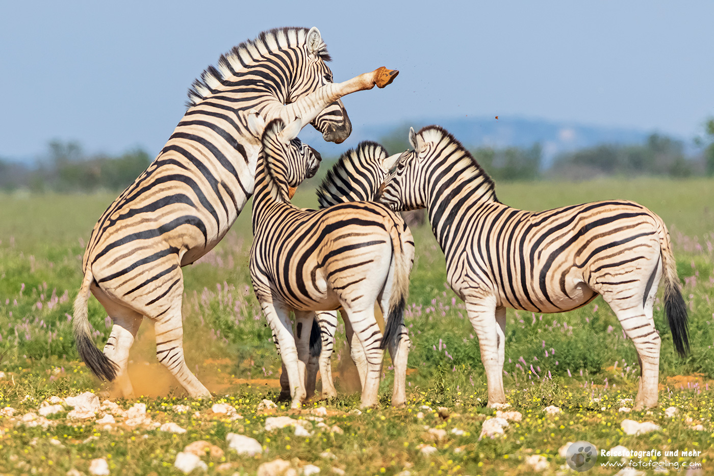 Steppenzebra, Pferdezebra (Equus quagga burchelli)