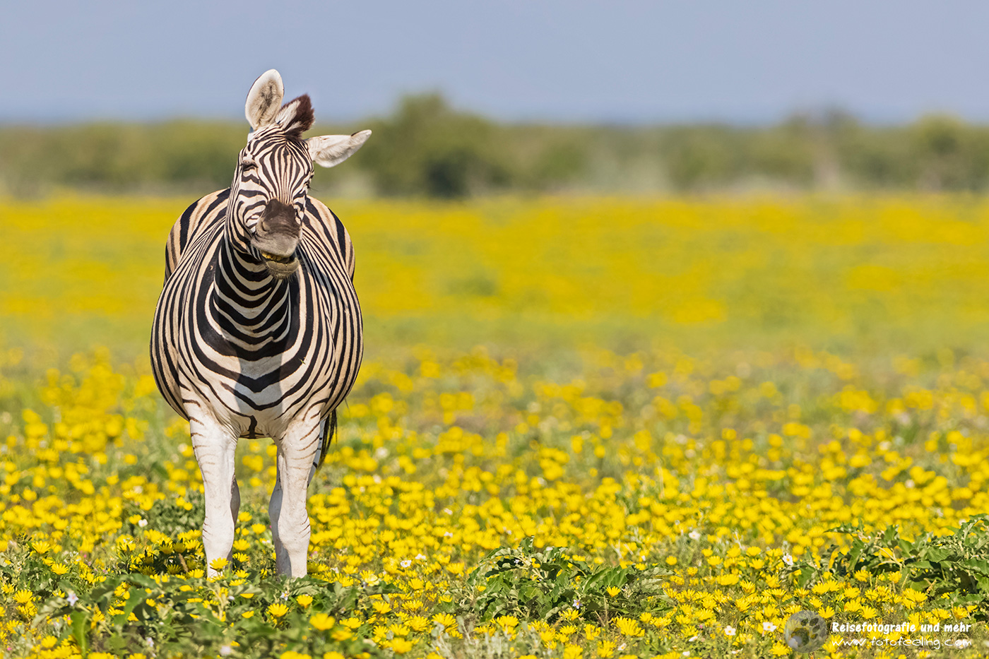 Steppenzebra, Pferdezebra (Equus quagga burchelli)