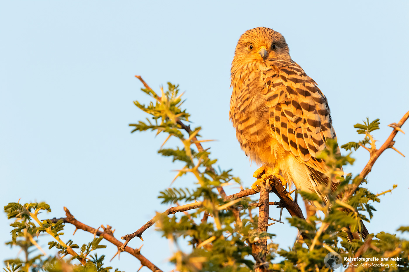 Steppenfalke, Falke (Falco rupicoloides)
