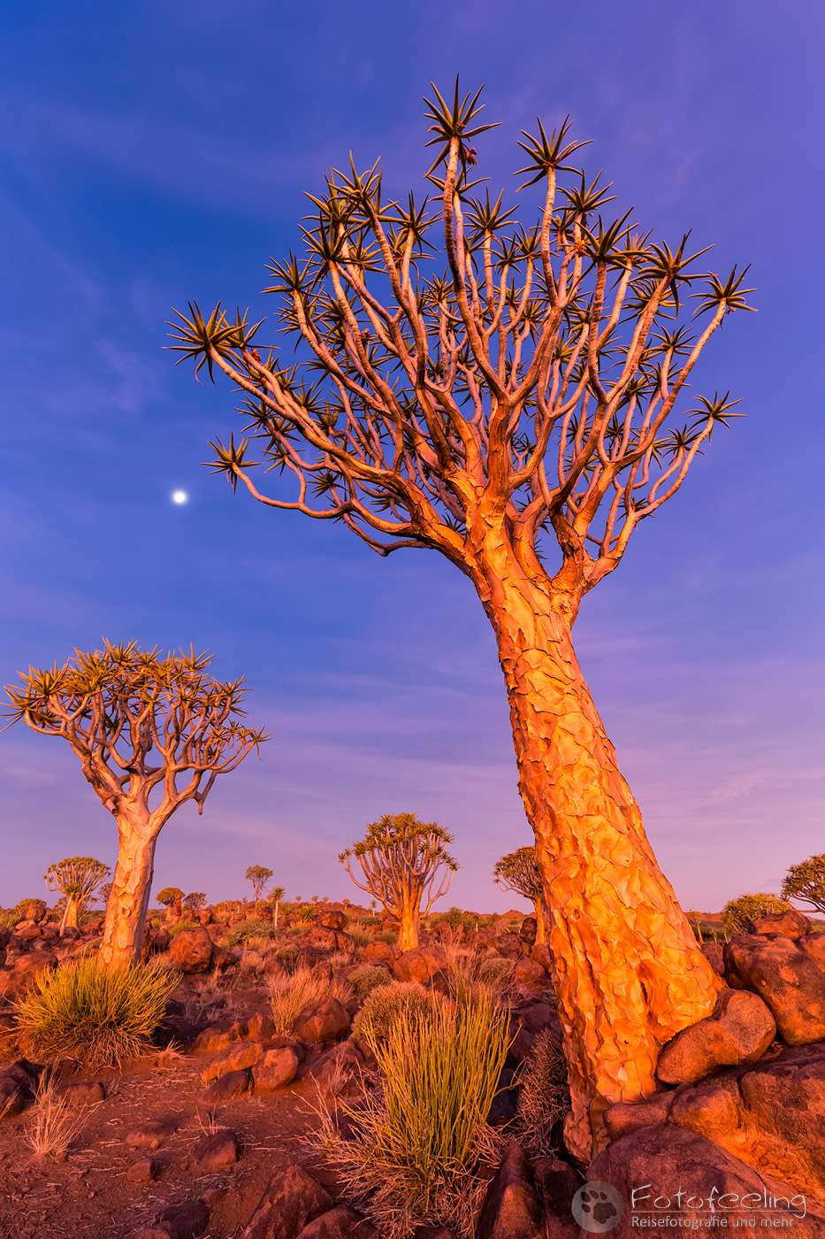 Köcherbaumwald, Köcherbaum, (Aloe dichotoma), en: quiver tree or Kokerboom, nach Sonnenuntergang