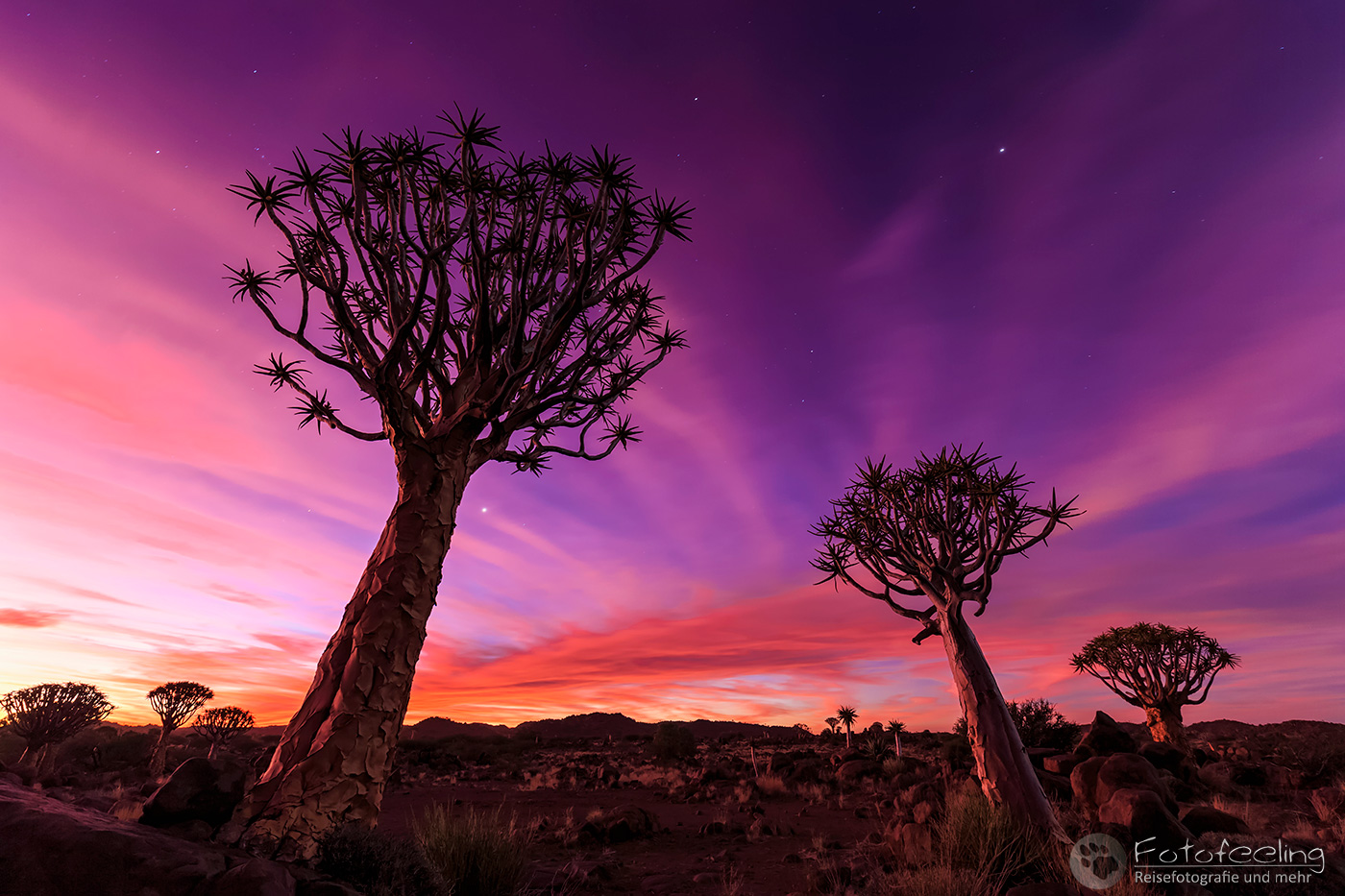 Köcherbaumwald, Köcherbaum, (Aloe dichotoma), en: quiver tree or Kokerboom, nach Sonnenuntergang