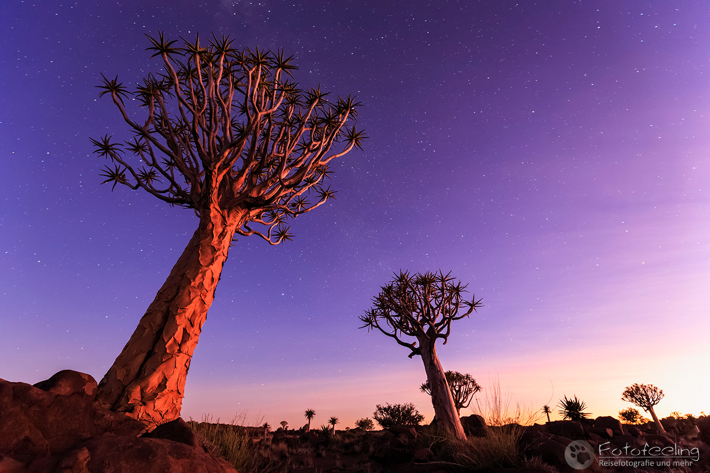 Köcherbaumwald, Köcherbaum, (Aloe dichotoma), en: quiver tree or Kokerboom, nach Sonnenuntergang