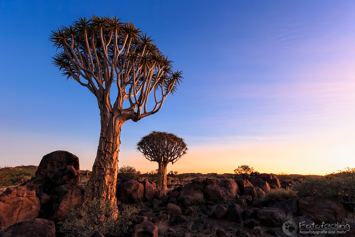 Köcherbaumwald, Köcherbaum, (Aloe dichotoma), en: quiver tree or Kokerboom