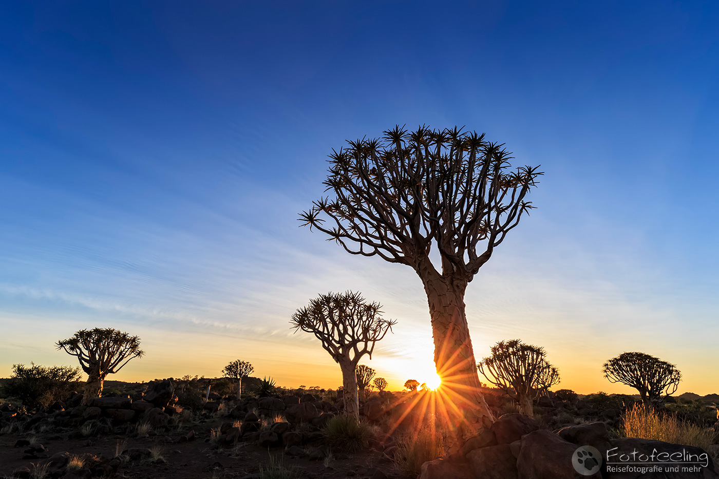 Köcherbaumwald, Köcherbaum, (Aloe dichotoma), en: quiver tree or Kokerboom, Sonnenaufgang