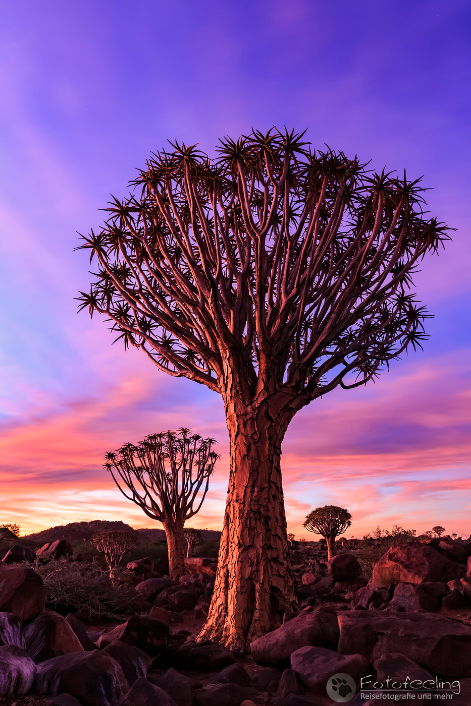 Köcherbaumwald, Köcherbaum, (Aloe dichotoma), en: quiver tree or Kokerboom, nach Sonnenuntergang
