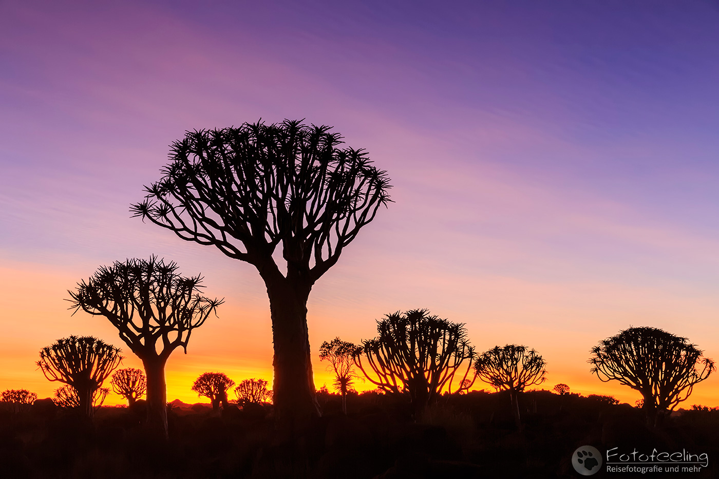 Köcherbaumwald, Köcherbaum, (Aloe dichotoma), en: quiver tree or Kokerboom, vor Sonnenaufgang