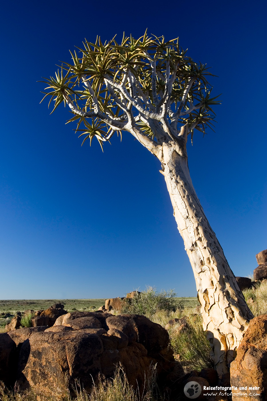Köcherbäume (Aloe dichotoma) en:Quiver trees