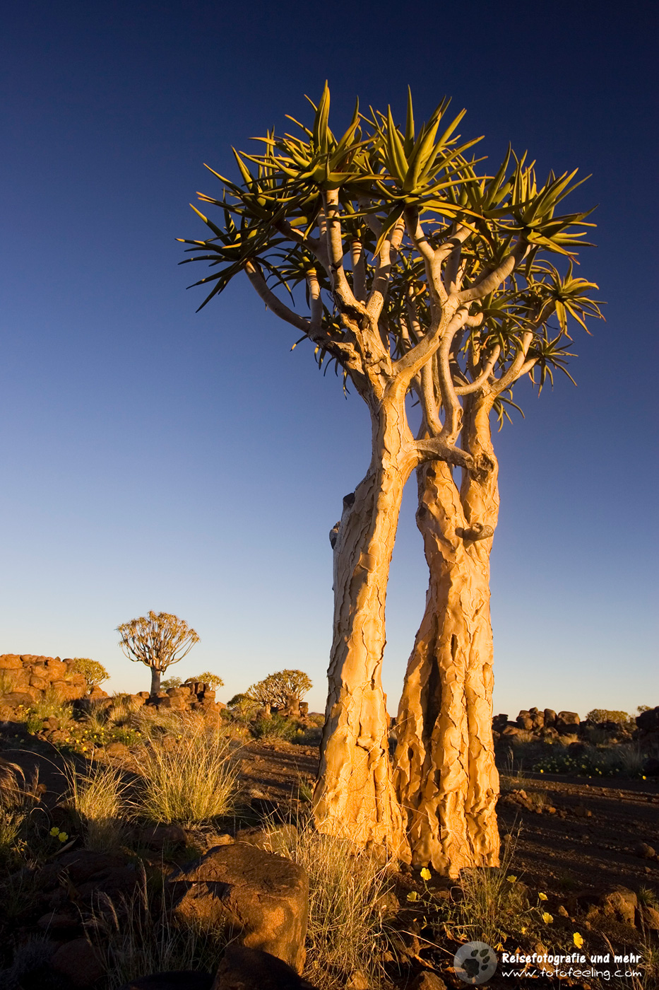 Köcherbäume (Aloe dichotoma) en:Quiver trees
