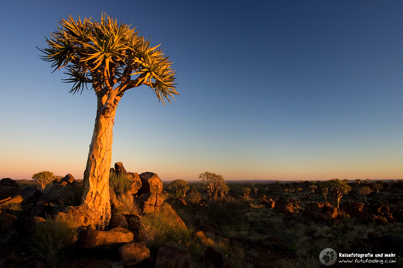Köcherbäume (Aloe dichotoma) en:Quiver trees