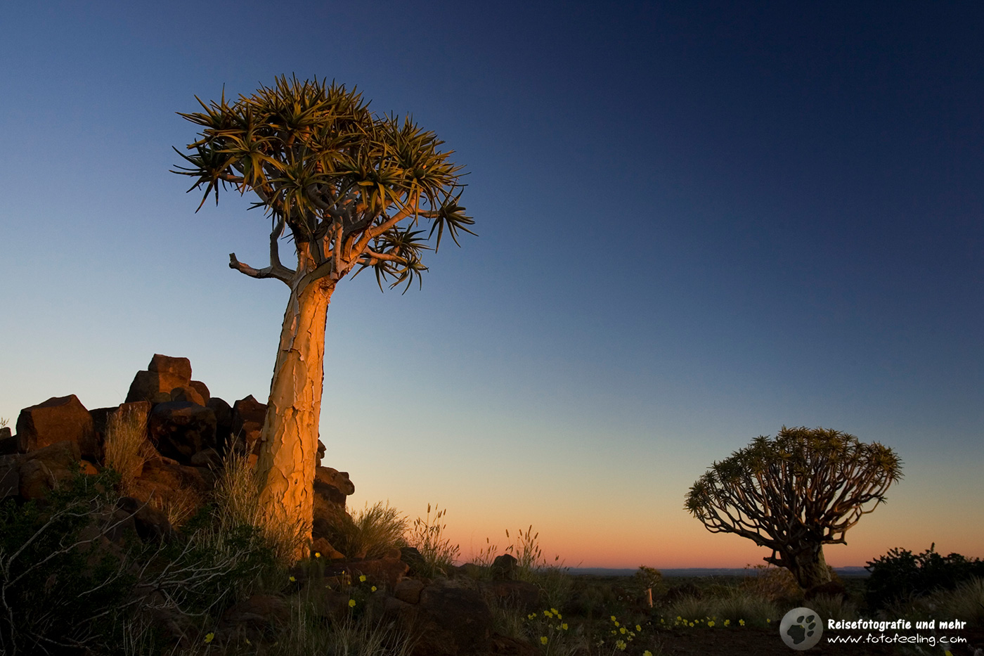 Köcherbäume (Aloe dichotoma) en:Quiver trees