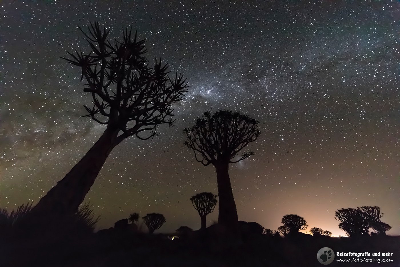 Milchstraße über den Köcherbümen