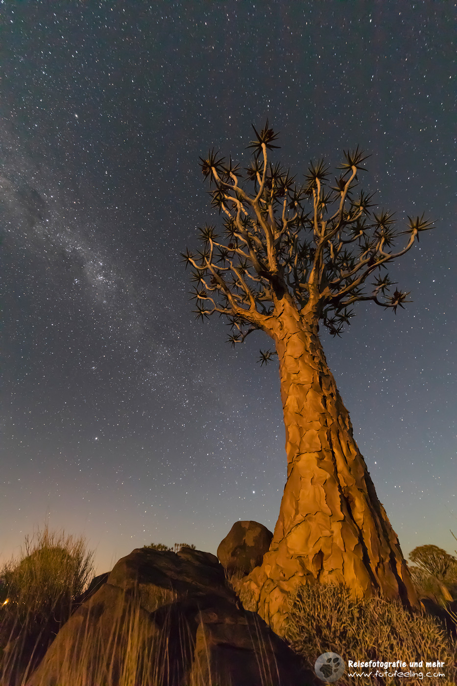 Milchstraße über den Köcherbümen