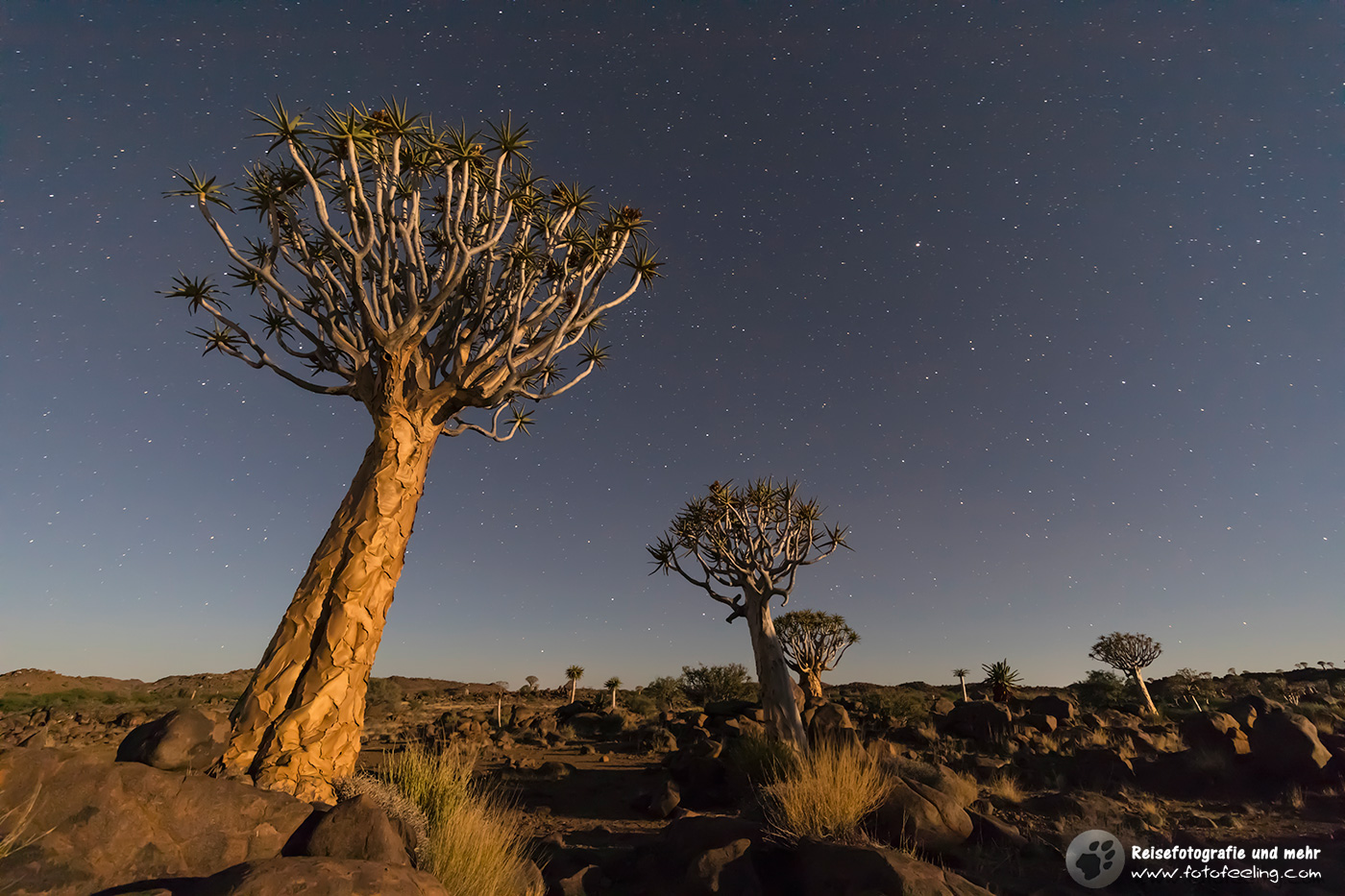 Sternenhimmel im Köcherbaumwald
