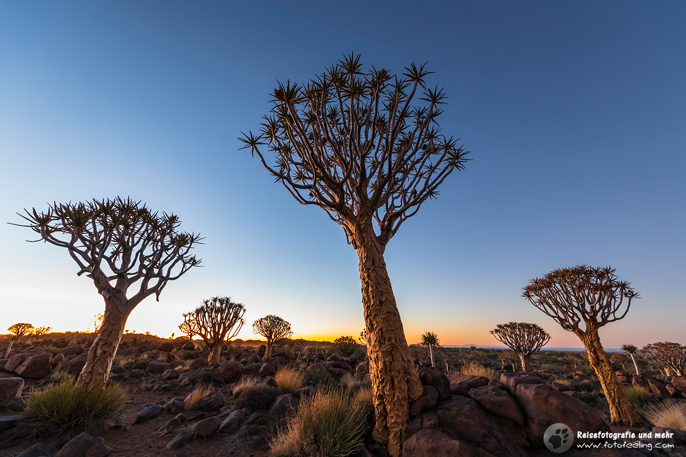 Morgend im Köcherbaumwald