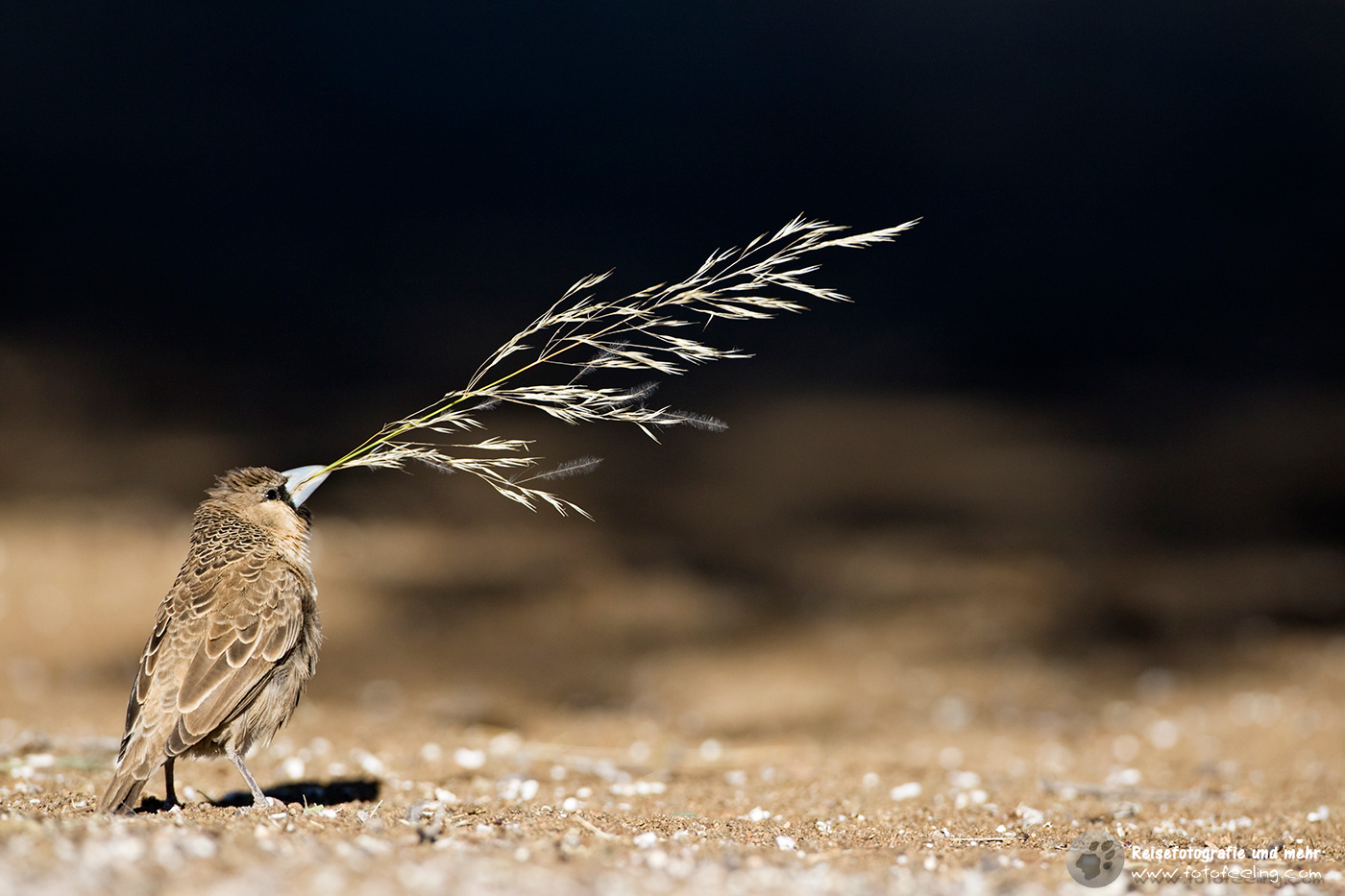 Siedelweber, Webervogel (lat.Philetairus socius) Sociable Weaver