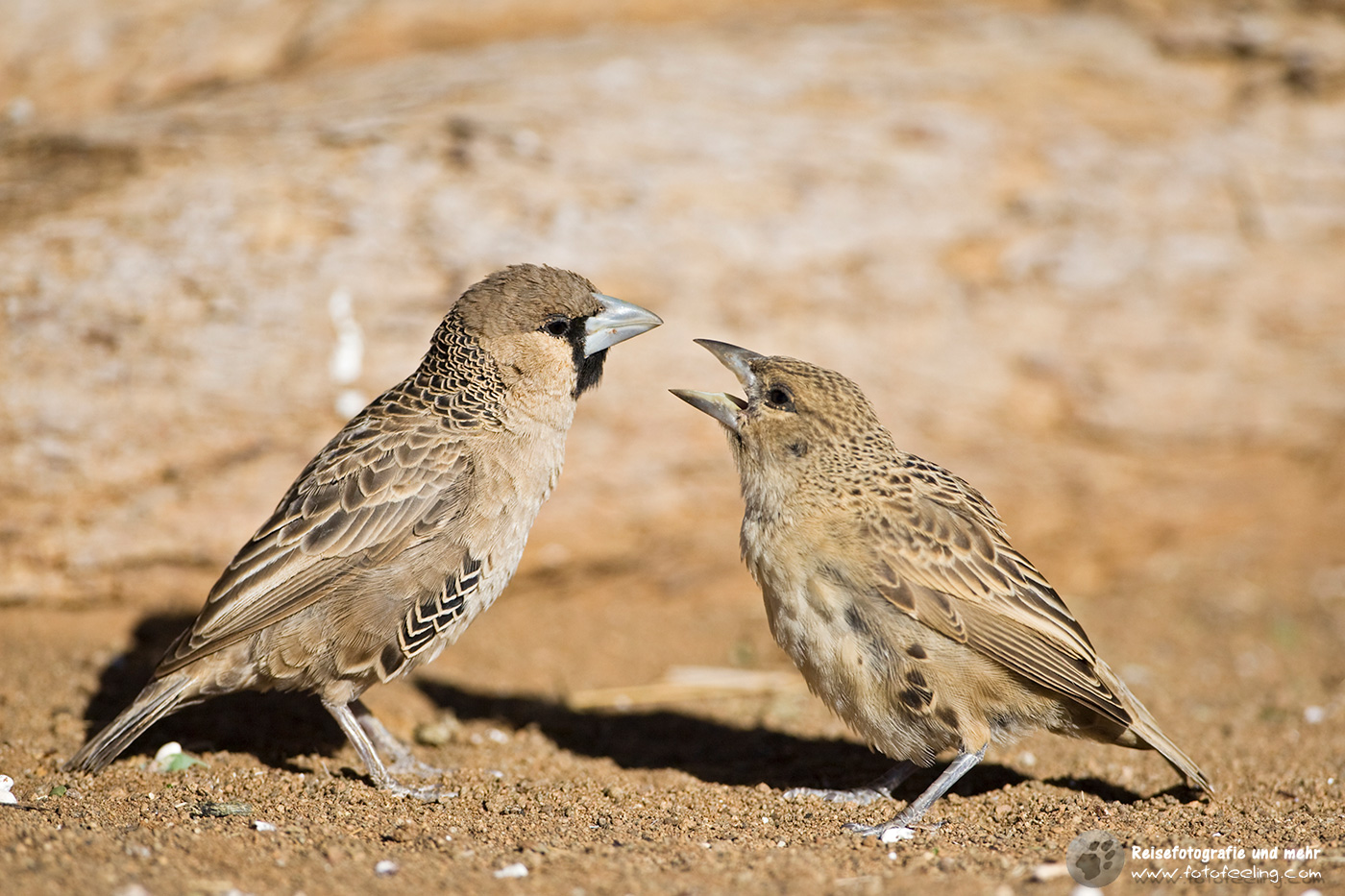 Siedelweber, Webervogel (lat.Philetairus socius) Sociable Weaver