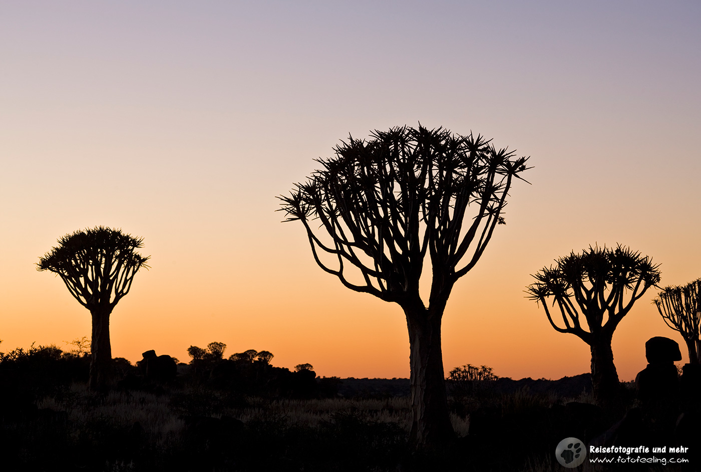 Köcherbaum (Aloe dichotoma) Quiver tree or Kokerboom, Namibia