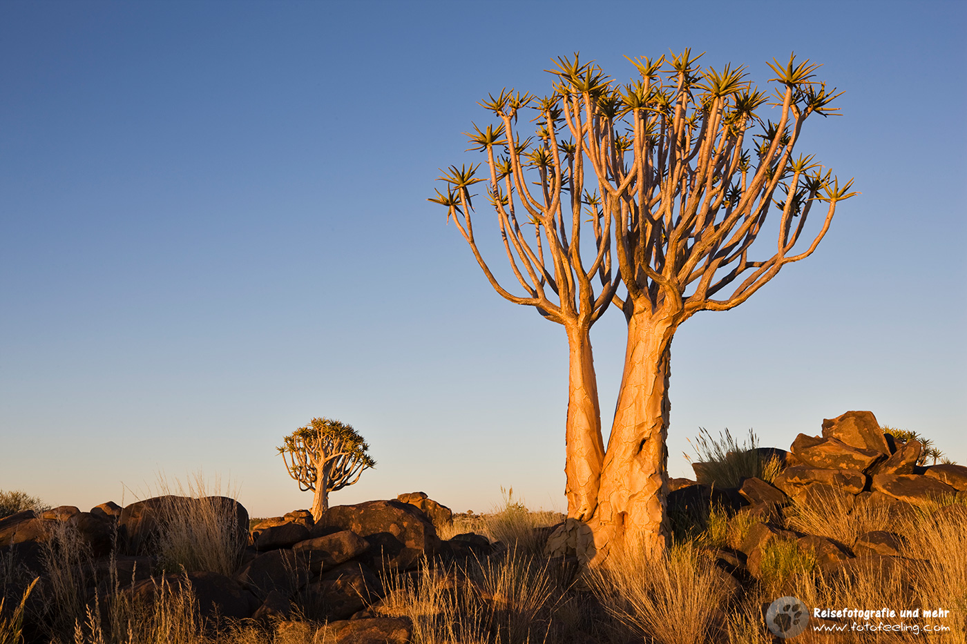 Köcherbaum (Aloe dichotoma) Quiver tree or Kokerboom, Namibia
