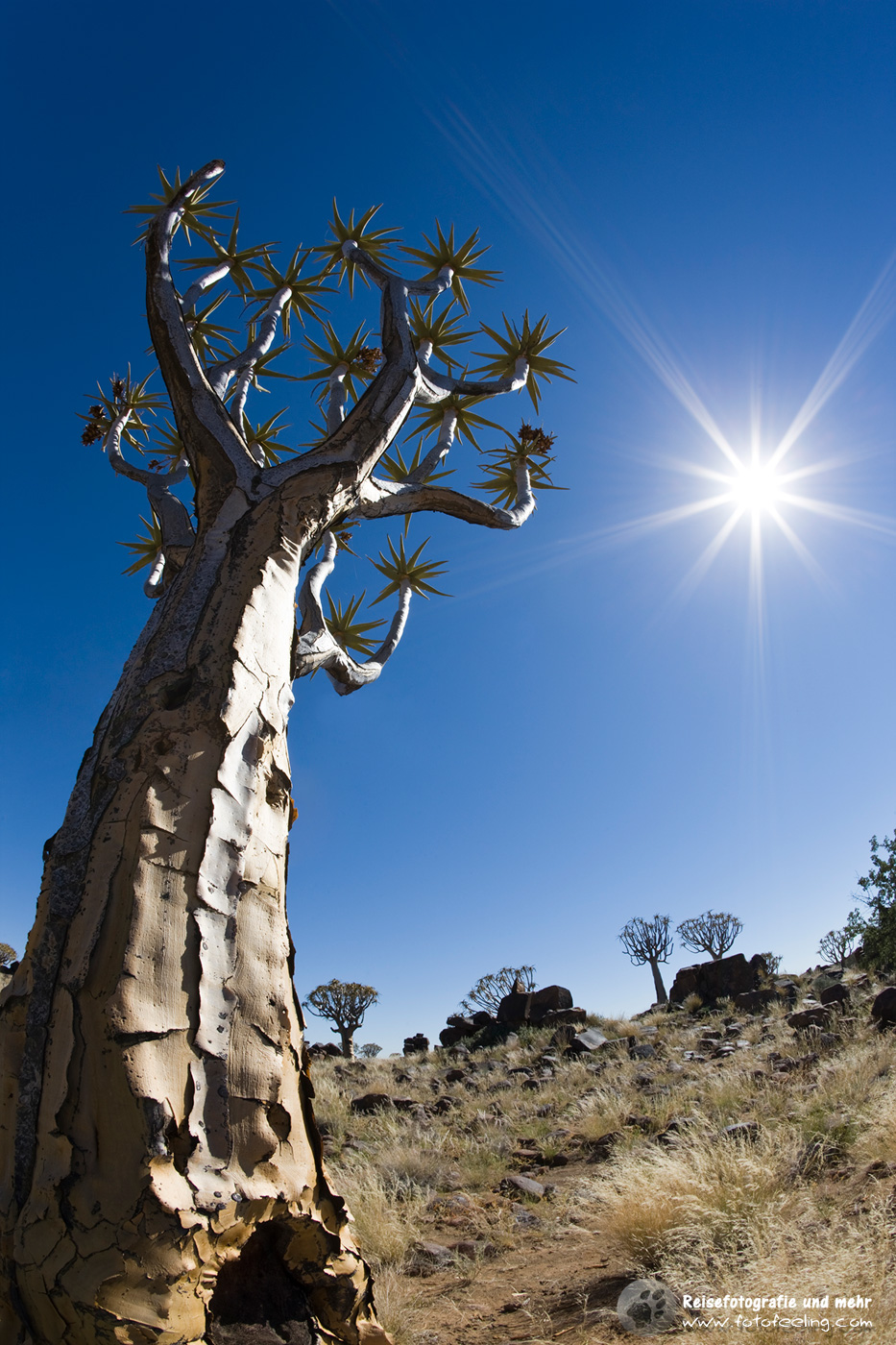 Köcherbaum (Aloe dichotoma) Quiver tree or Kokerboom, Namibia