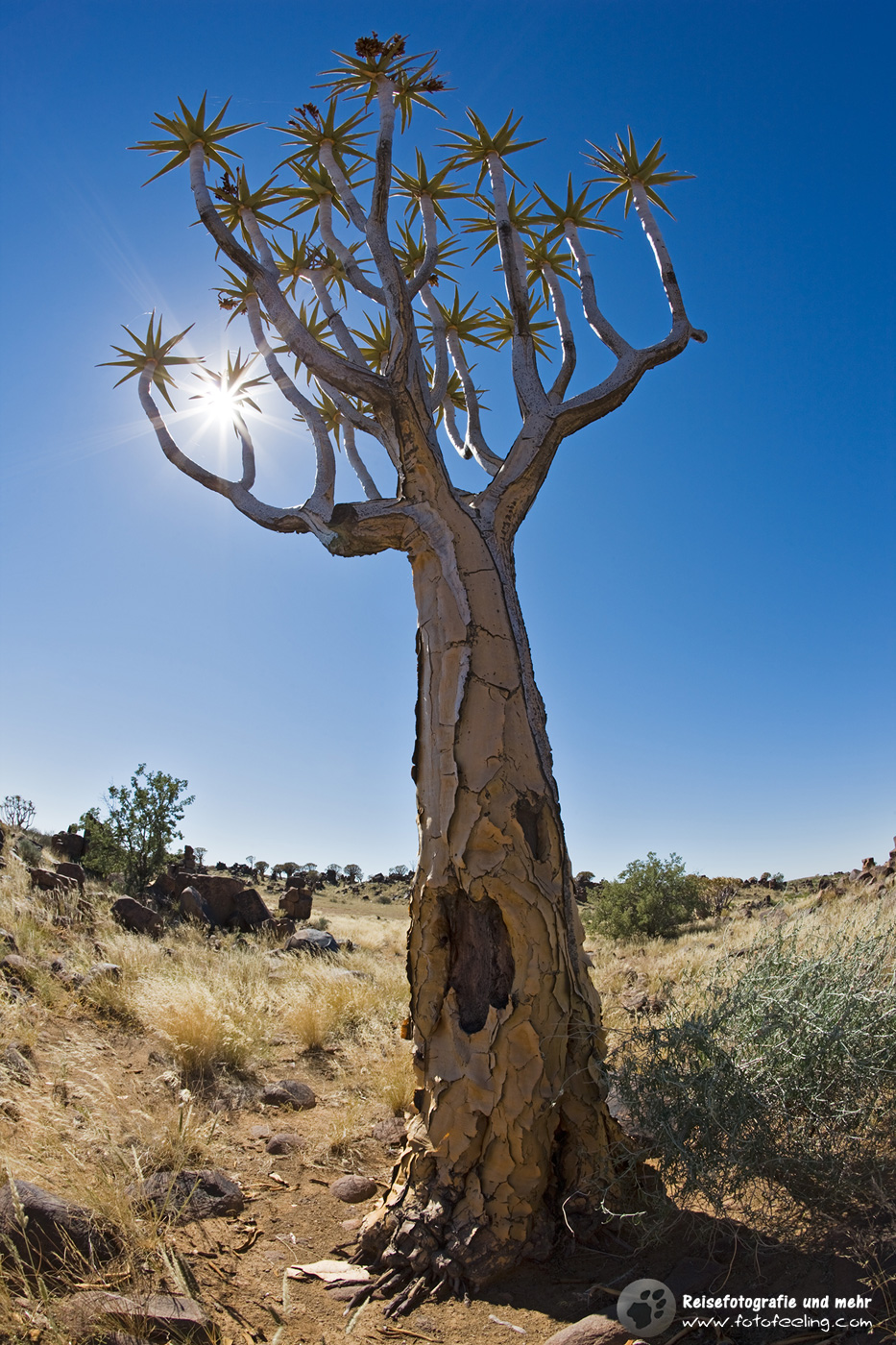Köcherbaum (Aloe dichotoma)