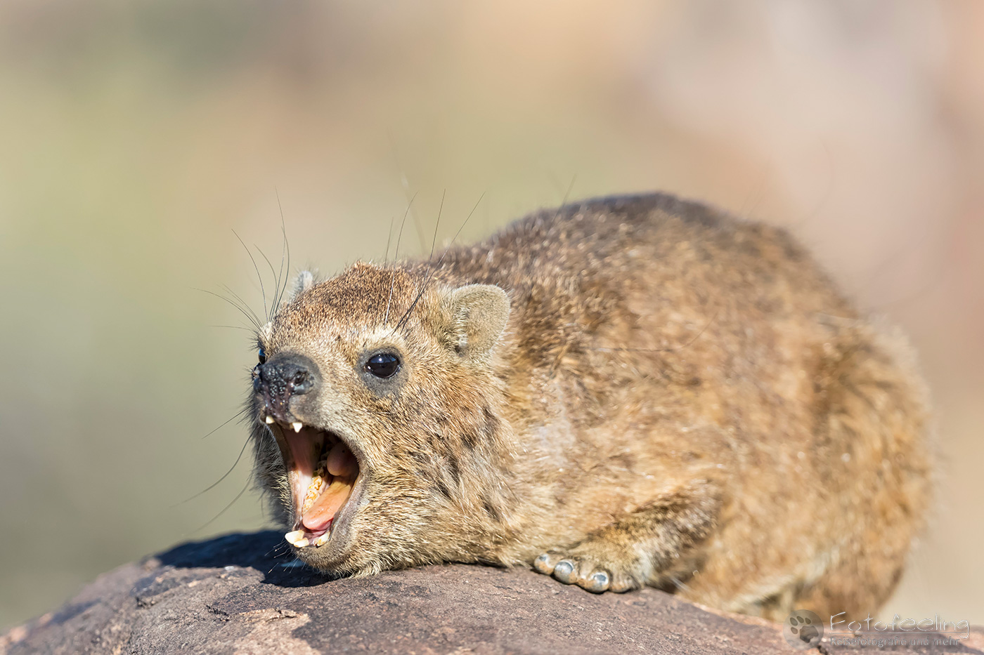 Klippschliefer oder Klippdachs, (Procavia capensis), en: Cape Hyrax, Rock Hyrax, Rock Dassie