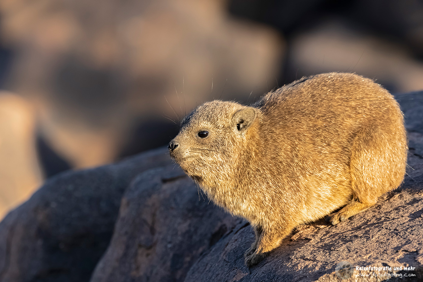 Klippschliefer, Klippdachs, Rock Dassie (Procavia capensis)